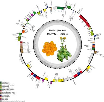 Comparative plastome genomics and phylogenetic relationships of the genus Trollius